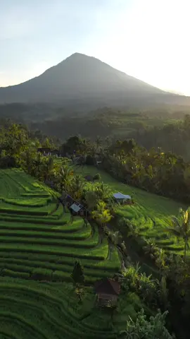 Views of Rice Fields That You Shouldn’t Miss When Visiting Bali 🍃🍃🌾🌾  ======================================    Location 📍              ⬇️⬇️⬇️⬇️                                                                      Location at The End of The Video        (save for latter)                                                                                                                                                                                                  #wonderfulindonesia #explorebali #explore_moments #tabanan #explore_moments #pupuan #canggu #folkscenery #folkgreen #folkindonesia #raw_drone #dronemperors #folkindonesia #diindonesiaaja 
