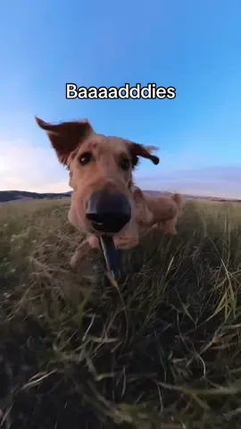 Baaaadddies