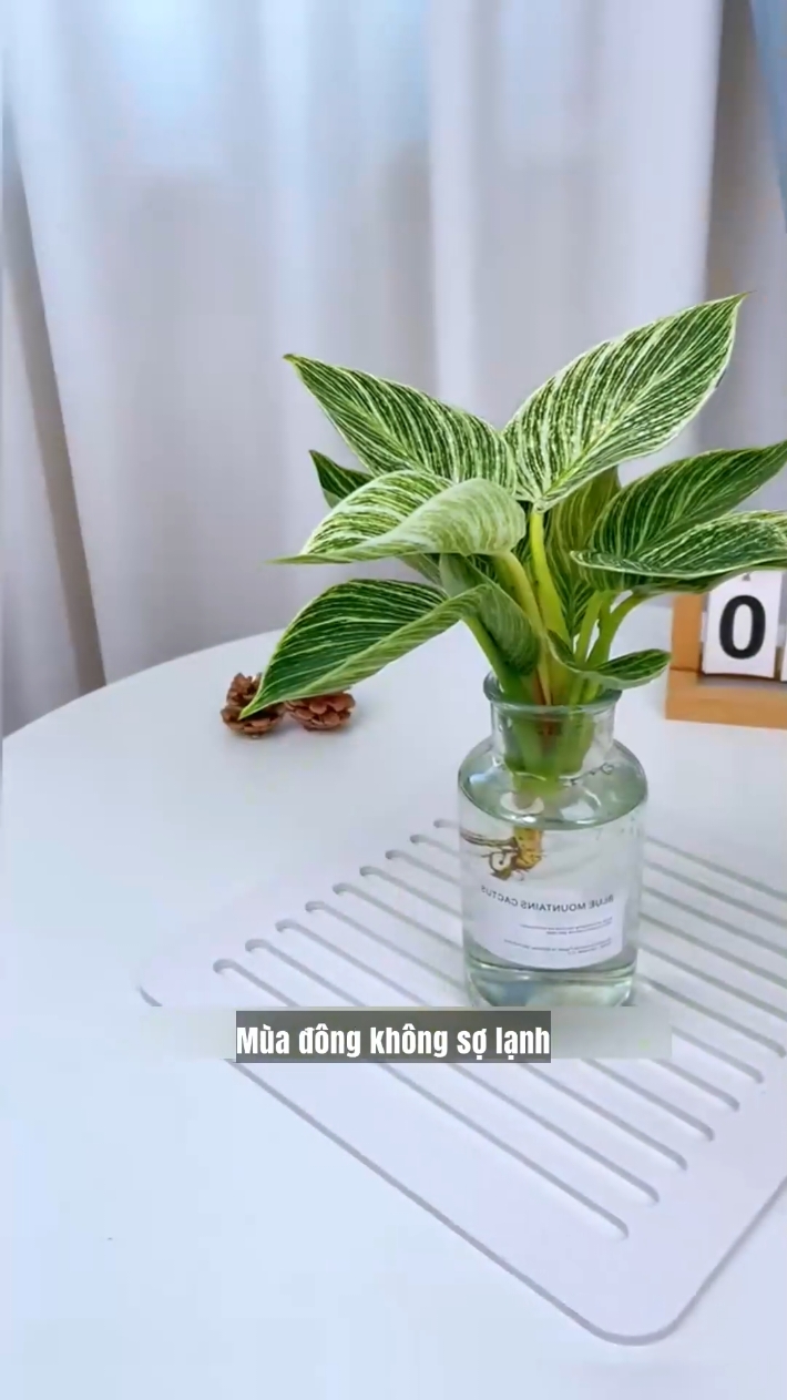 trầu bà đế vương kim cương #devuongkimcuong #caycanhphongthuy #caycanh #caycanhmini #caycanhdeban 