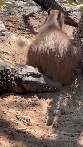 Can you at least show me some respect?! I'm a crocodile! Credit to roudancongji73 on Douyin #wonderfulChina #zoo #friend #crocodile #capybara #casual