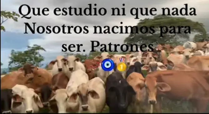 #ganaderia🐂🐎💟🐄🐄🤠❤️❤️❤️ #jalisco❤️🇲🇽🥰😍 #campoo🌱🌾🌻🐮🐂 #