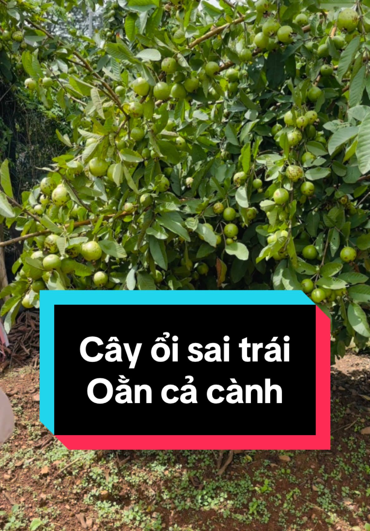 Ổi sạch bao ngon. Đúng chuẩn vị ổi tuổi thơ #ổi #tráicây #hái #dulich #dallas #dalat #nongthon #dichoi #enjoy #travel #happiness 