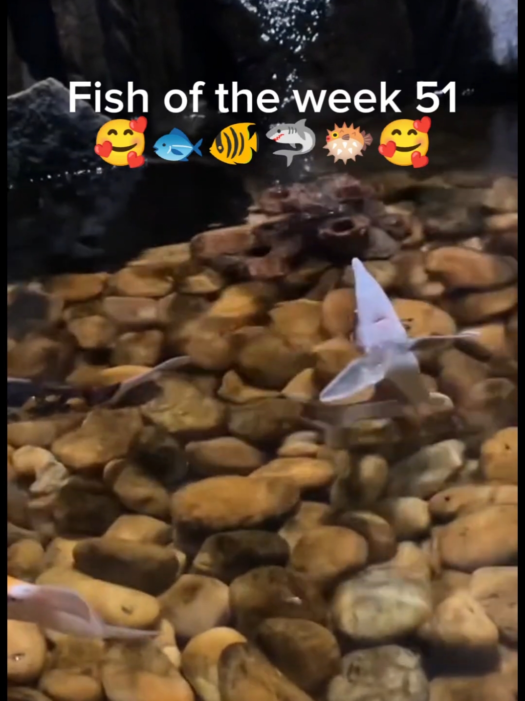 Fish of the week 51 🥰🐟🐠🦈🐡🥰#fyp #fotw #fishy #fishtok #fish #cory 