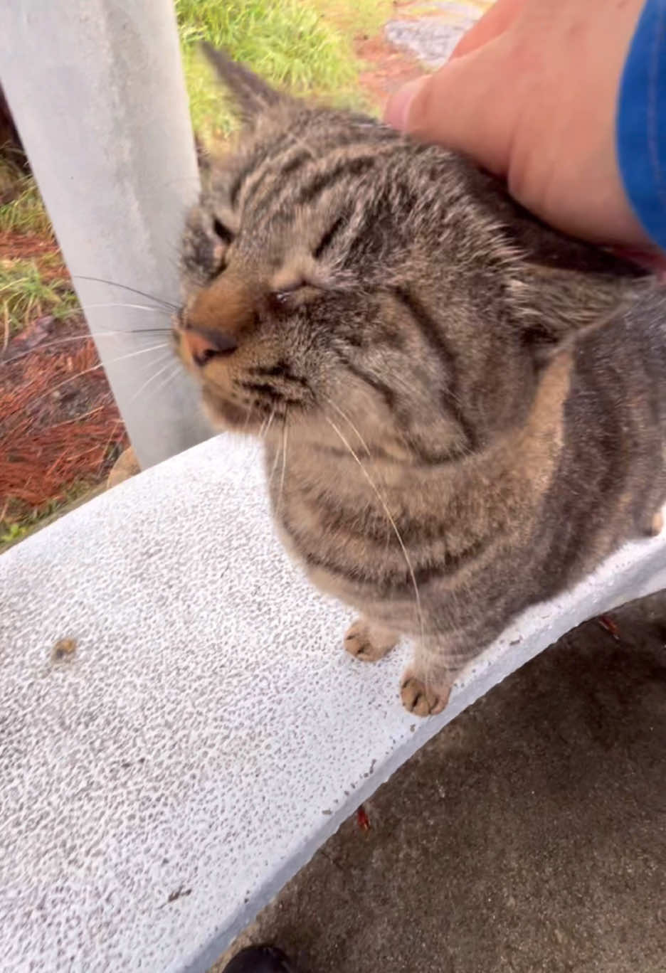 雨に濡れちゃうぞー走れー　　#ネコ #cat #キジトラ猫 