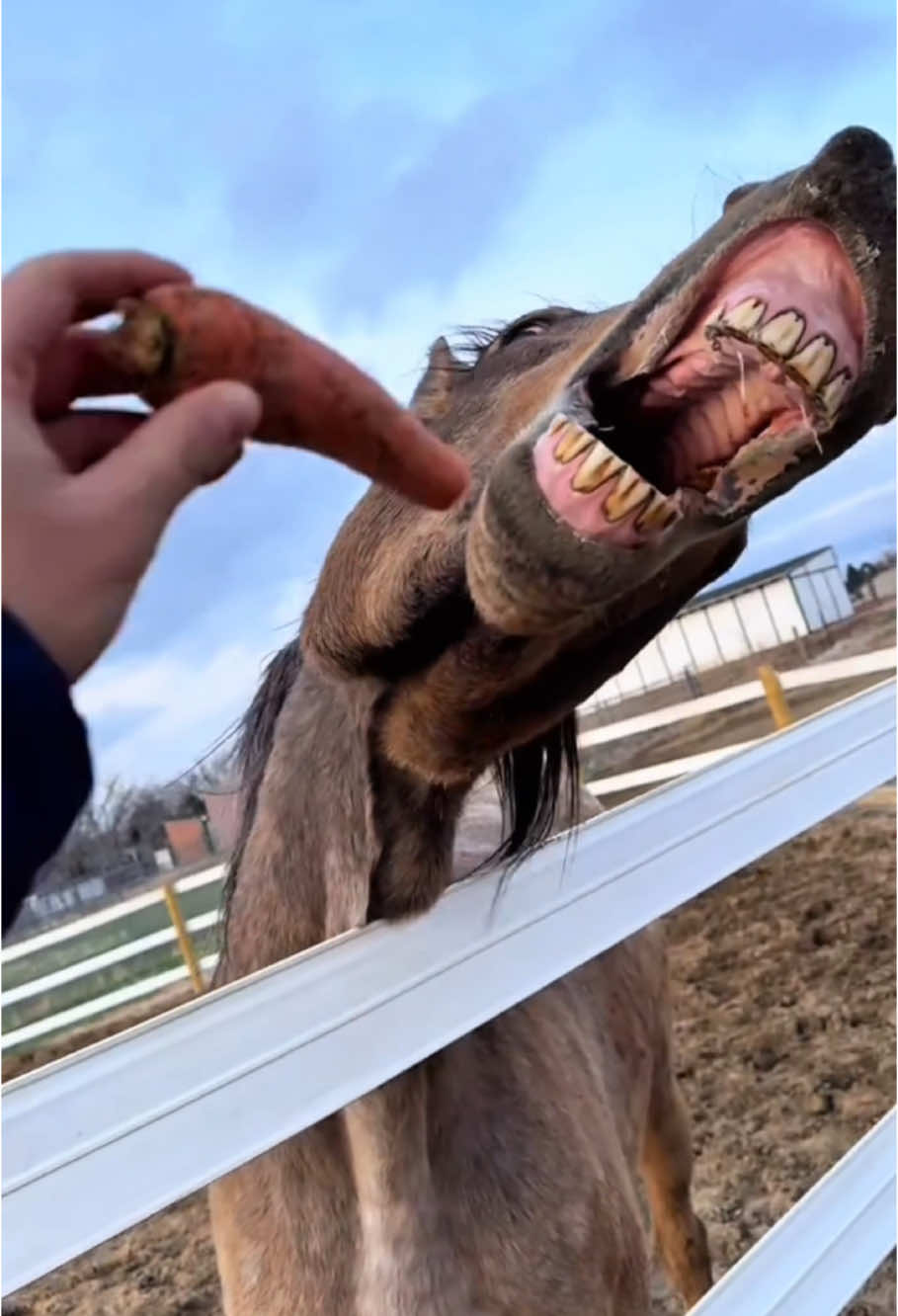 snack time for horses🤣#horses #horse #horsesoftiktok #SnackTime #feed #farm #farmlife #funny #cute #🤣🤣🤣 