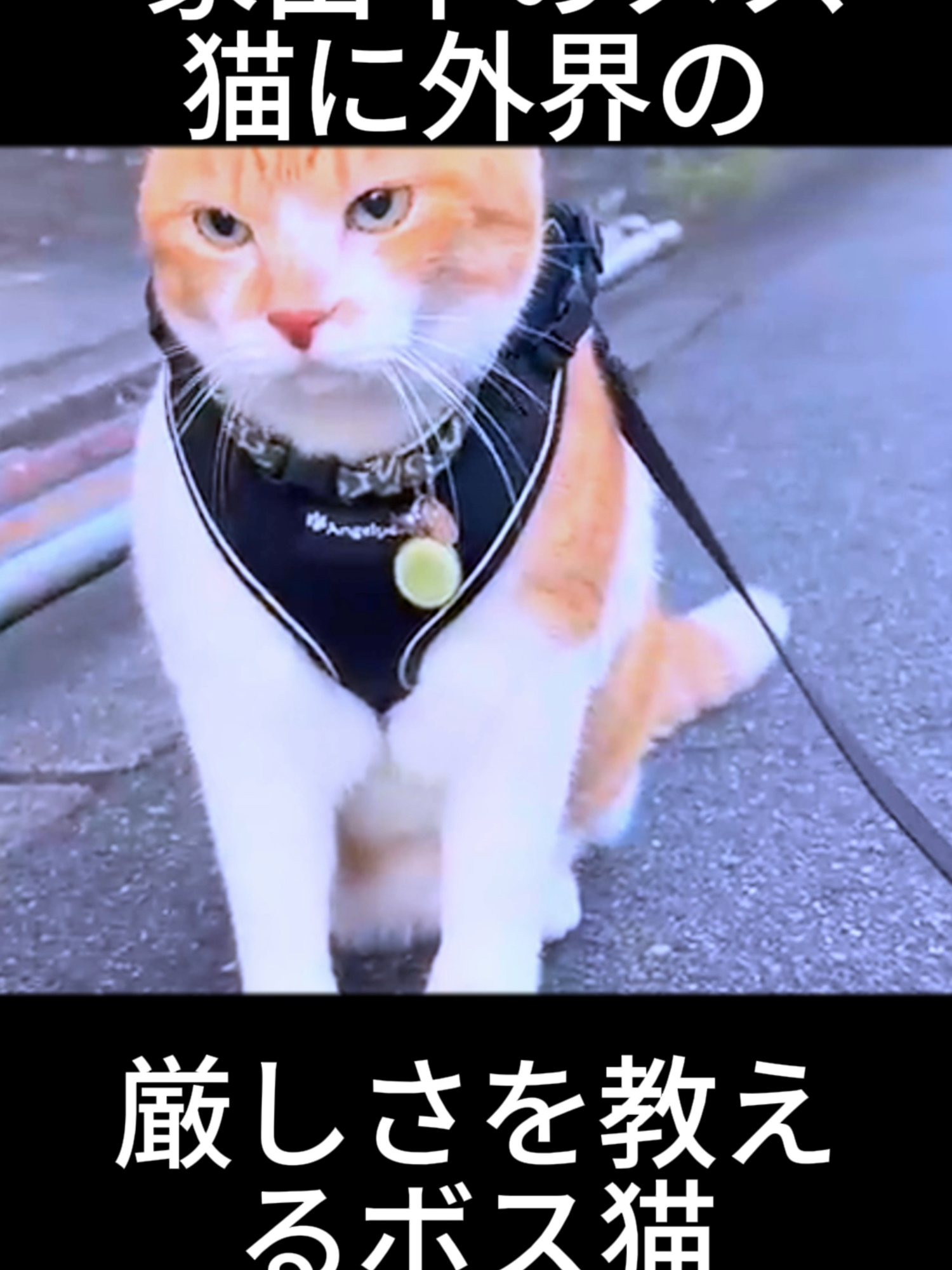 家出中のメス猫に外界の厳しさを教えるボス猫