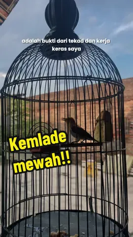 kemlade mewah full isian #CapCut #burungviralfypシ゚viral #kicaumanianusantara🦜🦜🐦 #kicauanburung #muraibatunusantara #muraibatu #muraibatumania #muraibatuindonesia #kicaumanianusantara #kicaumaniaindonesia #burungmasteran #masteran 
