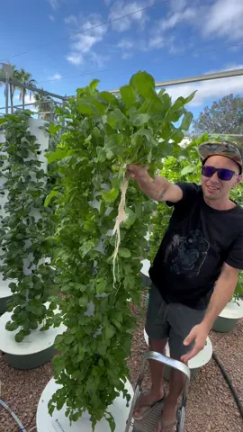 Arugula is an ideal cash crop for aeroponic towers, offering 17 to 18 harvests per tower annually due to its rapid growth. As one of the fastest-growing crops, arugula reaches maturity in just three weeks after transplanting, making it highly efficient for crop rotation. #arugula #farming #agriculture #gardening #hydroponics #towergarden #aeroponics #soilless 