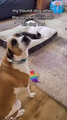 Part165丨so funny 🤣🤣🐱 #funnycats #funnyanimals #petvideos #cat #catsoftiktok #fyp #usa #longervideos #cats #kitten #kittens #kittensoftiktok #fypage #fypシ゚viral #fypdong #fypsounds 