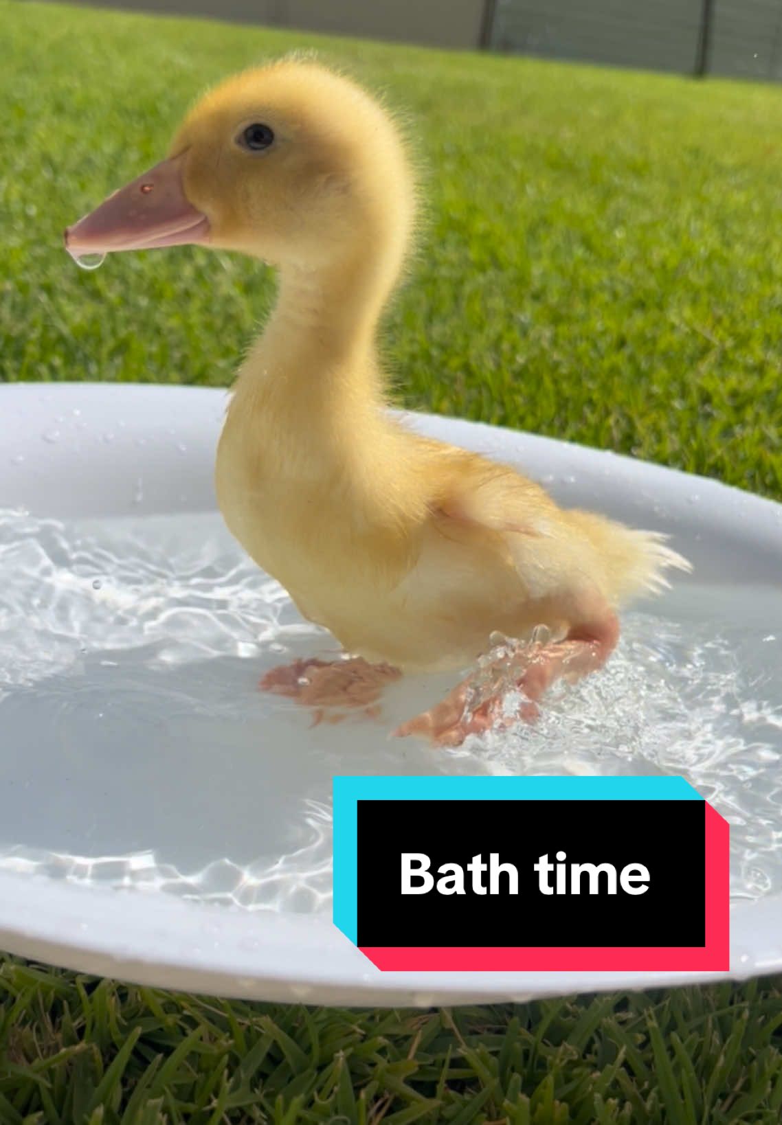 Donald loves baths 🥺#fyp #duck #ducklings #rescueanimals #fypシ #adoption #bath 