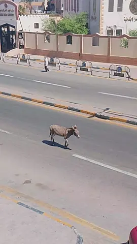 عاجل حمار هارب في شوارع مدينه الغردقه 🤫😂 #الغردقه #الغردقةالبحرالاحمر #الغردقة #الشعب_الصيني_ماله_حل😂😂 