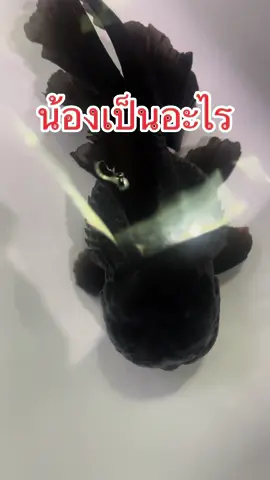 น้องเป็นอะไีร รักษายังไง แนะนำหน่อย #ปลาทอง #goldfish #ปลาทองป่วย #ปลาทองเกล็ดพอง 