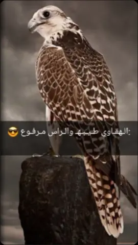 #الأفعال هي الدليل على صدق ‏المحبة أما الأقوال فما أكثر #الفلاسفه .#الاصطوره😎 #عباراتكم_الفخمه📿📌 
