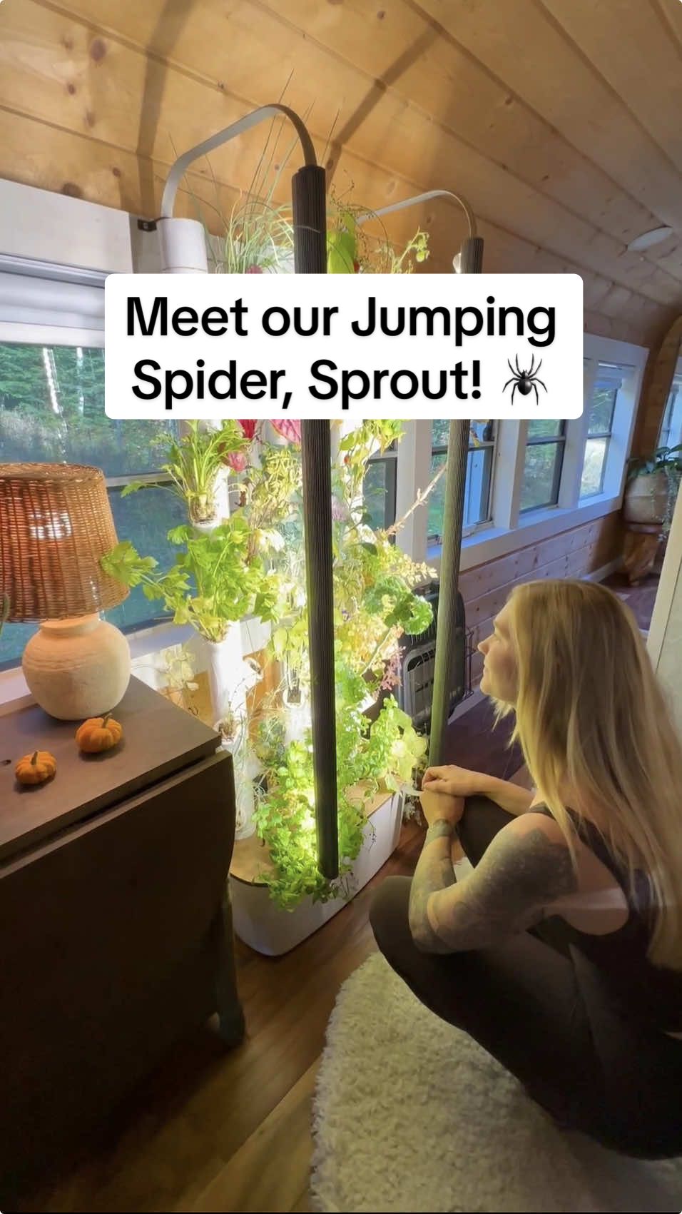 A tiny creature unexpectedly wandered into our home a few months ago and it seems like she’s here to stay ❤️ If you know anything about bold jumpers, please share in the comments! #jumpingspider #spider #Lifestyle #pets #tinyliving #garden #lifeontheroad 