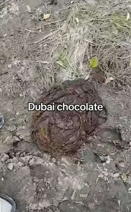 Dubai chocolate 🍫 #fypシ゚viral #dubaichocolate #viraltiktok #fyp #fyfyfyfyfyfyfyfyfyfyfyfy #fypシ゚ #goviral #fy #dubai #core 