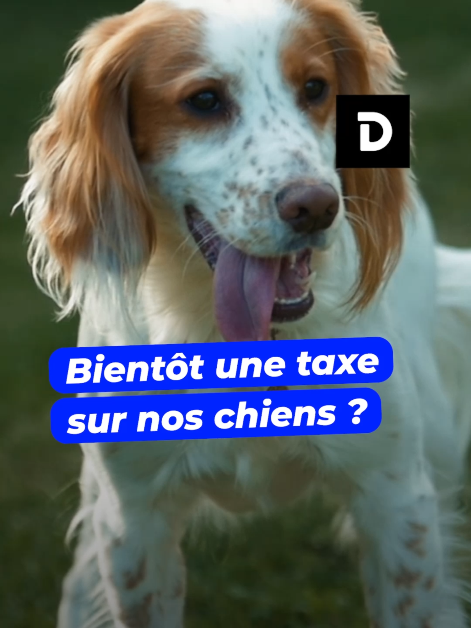 Bientôt une taxe sur nos chiens ? #chiens #taxes #france