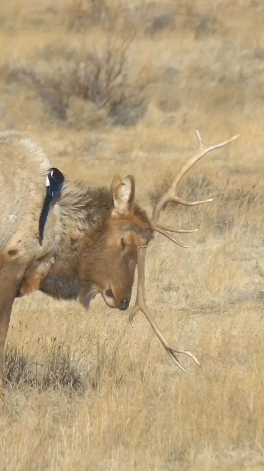 It's been months since I've seen this guy, but I saw him yesterday and his new antlers are much better than the ones he had before. At least it isn't in his face anymore.  #foryou #natgeowild #foryouシ #foryoupageシ #wildlife #photography #coloradoadventures #Colorado #coloradoadventures #Colorado #estesparkcolorado #estespark #unicorn #unicornelk 