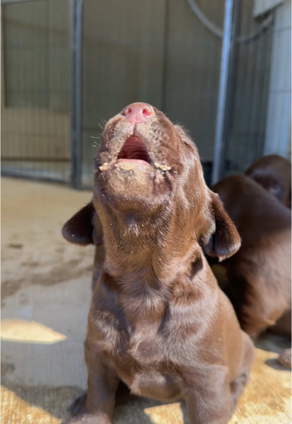 That food was good but let us back inside so we can nap!! #dog #puppies #chocolate #labrador #chattanooga #akc #southernprokennel 