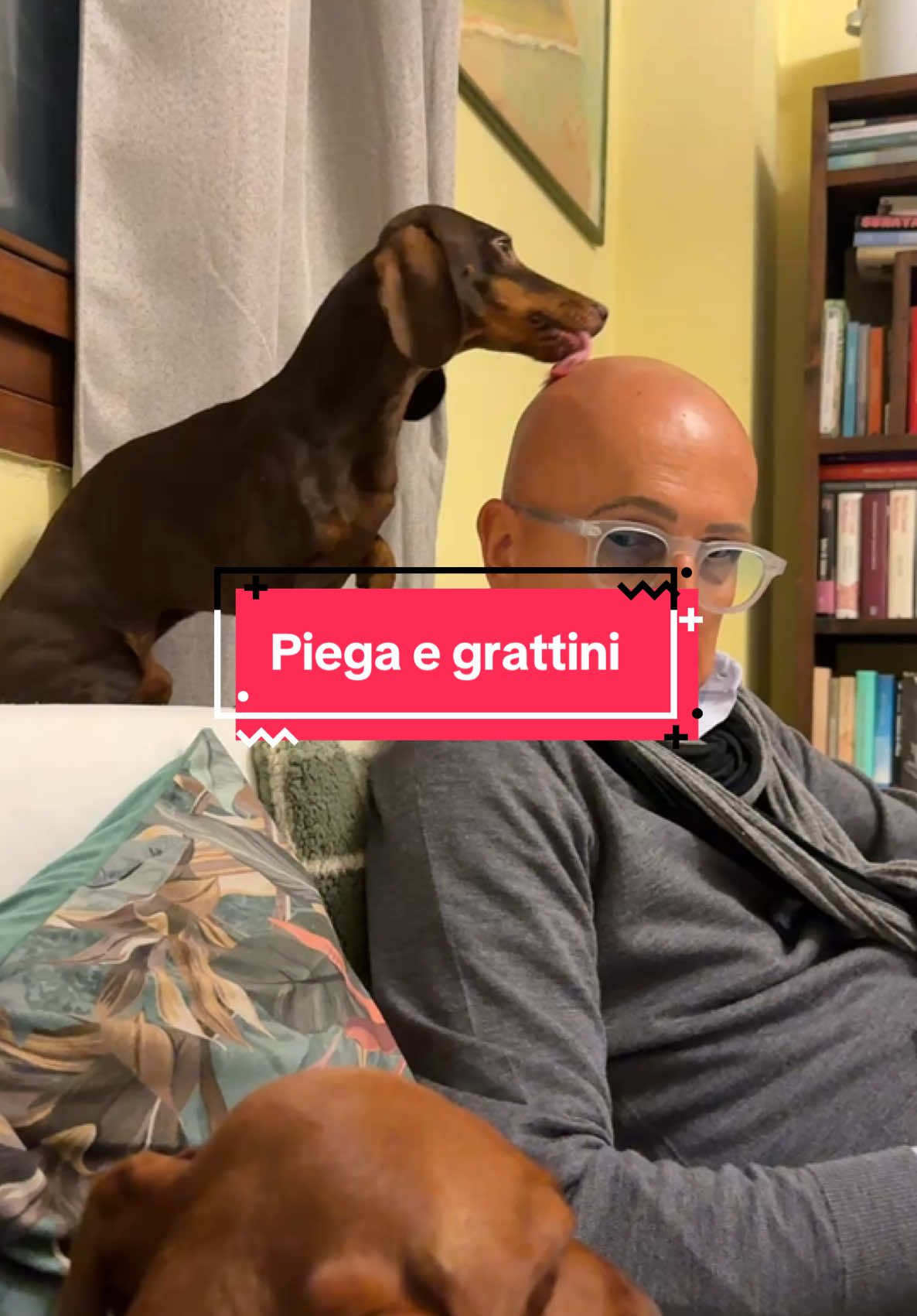 Piega e grattini #papino #amore #grattini #dogmom #minidachshundmom #millyegrace #perrosalchicha #funnydog #happydog #dachshund #dachshunds #dachshundlife #bassotto #bassottotedesco #bassottonano #bassottiditiktok #dachshundoftiktok #dachshundlove 