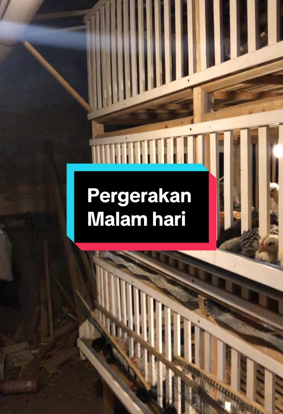 Pergerakan malam hari #mahlukrimbafarm #ayamkampungmojokerto #telurkampungmojokerto 