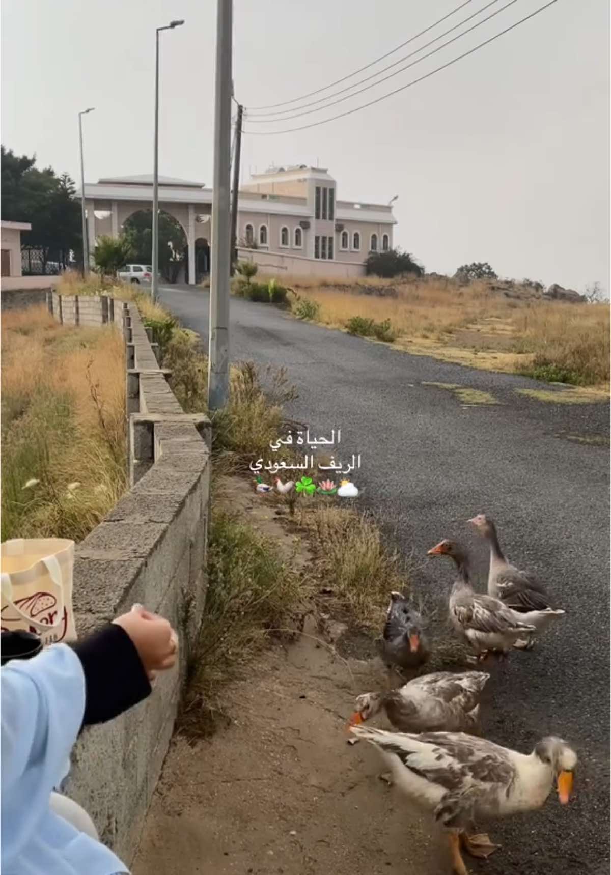 الباحة ☘️🐓🤍#الديره #اكسبلور #fyp #الحياة #الريف #viral 