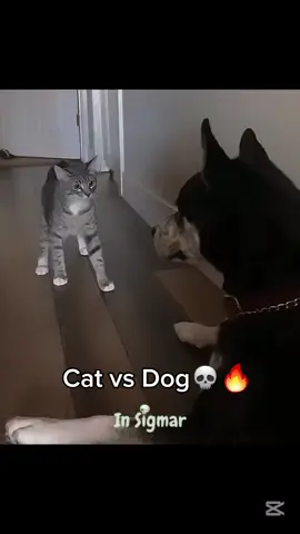 Cat VS Dog💀🔥#dog #cat #catvsdog #trollface 