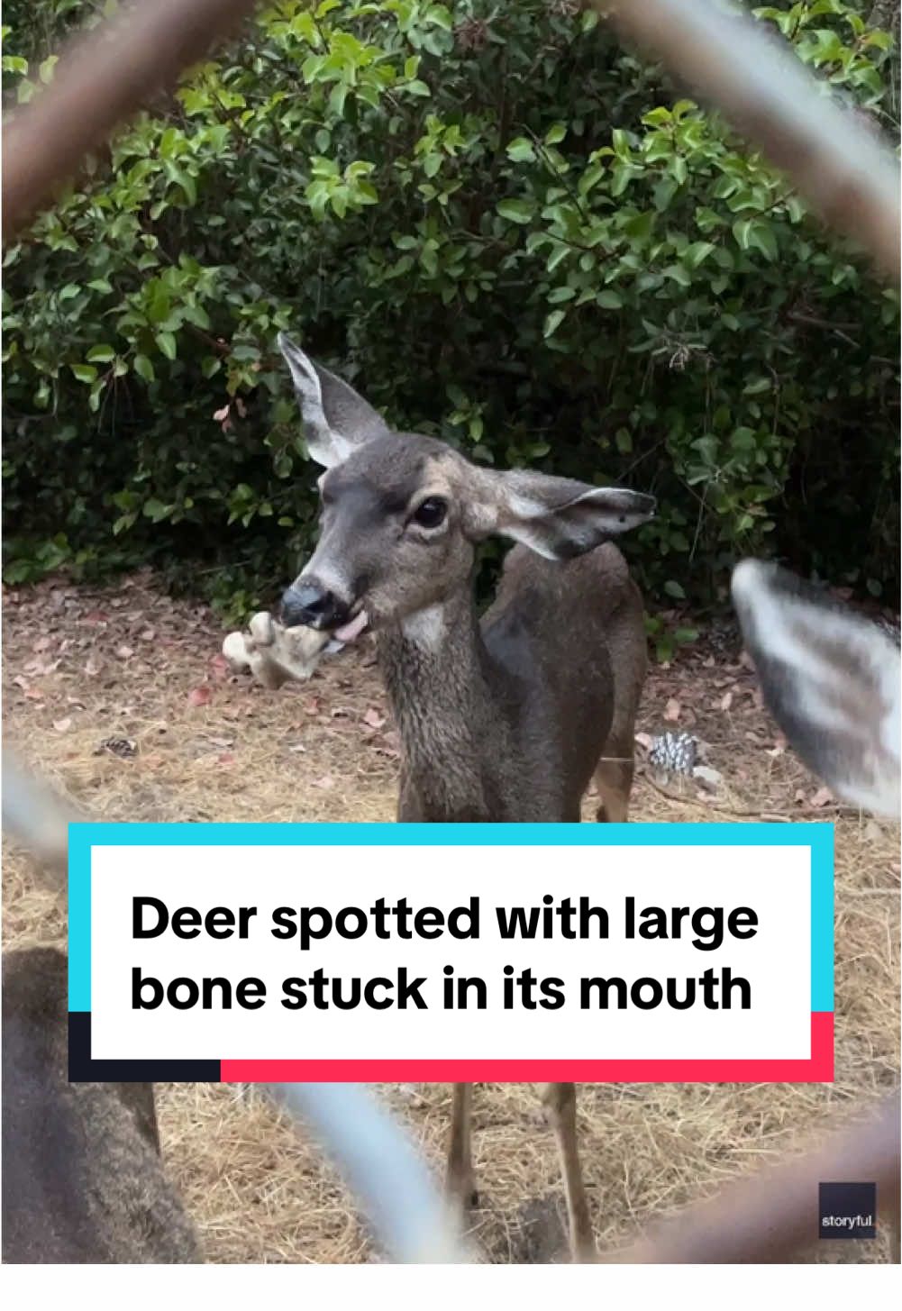 A deer was spotted with a large bone lodged in its mouth at a reservoir in Los Angeles, California, last week. The California Department of Fish and Wildlife closed and locked the entrance to Lake Hollywood Reservoir on Oct. 15 as they searched for a deer nicknamed Flopsy. A biologist told a local news outlet the bone obstruction could pose a serious threat to the deer's health. Days later, however, the entrance to the park was reopened and the deer had not yet been seen. #losangeles #deer #california