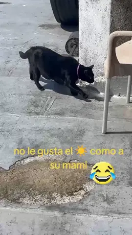#catsoftiktok #catlover #cat 