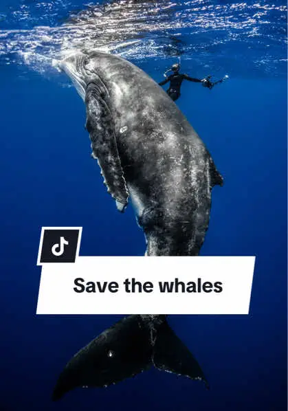 It’s hard to put into words what it feels like to be in the presence of whales. Looking into their eyes it’s clear there is deep wisdom within them. They have the ability to make time stand still & your problems evaporate. Human impacts run rampant around this planet & no animal is safe, not even ourselves. These sentient beings need our help now more than ever! Ship strikes are a huge global issue for these magnificent creatures. A beautifully friendly whale in Moorea was killed due to being struck by a large ship a few weeks ago. Please take a moment to sign the petition to enforce laws for lower speed limits around whales. 🐋💙 Photos by @camgrantphoto (petition in IG stories) https://www.change.org/p/petition-to-reduce-ship-speeds-around-tahiti-and-moorea-to-protect-humpback-whales  #humpbackwhale #whales #ocean #swimwithwhales #savethewhales #southpacificocean #moorea