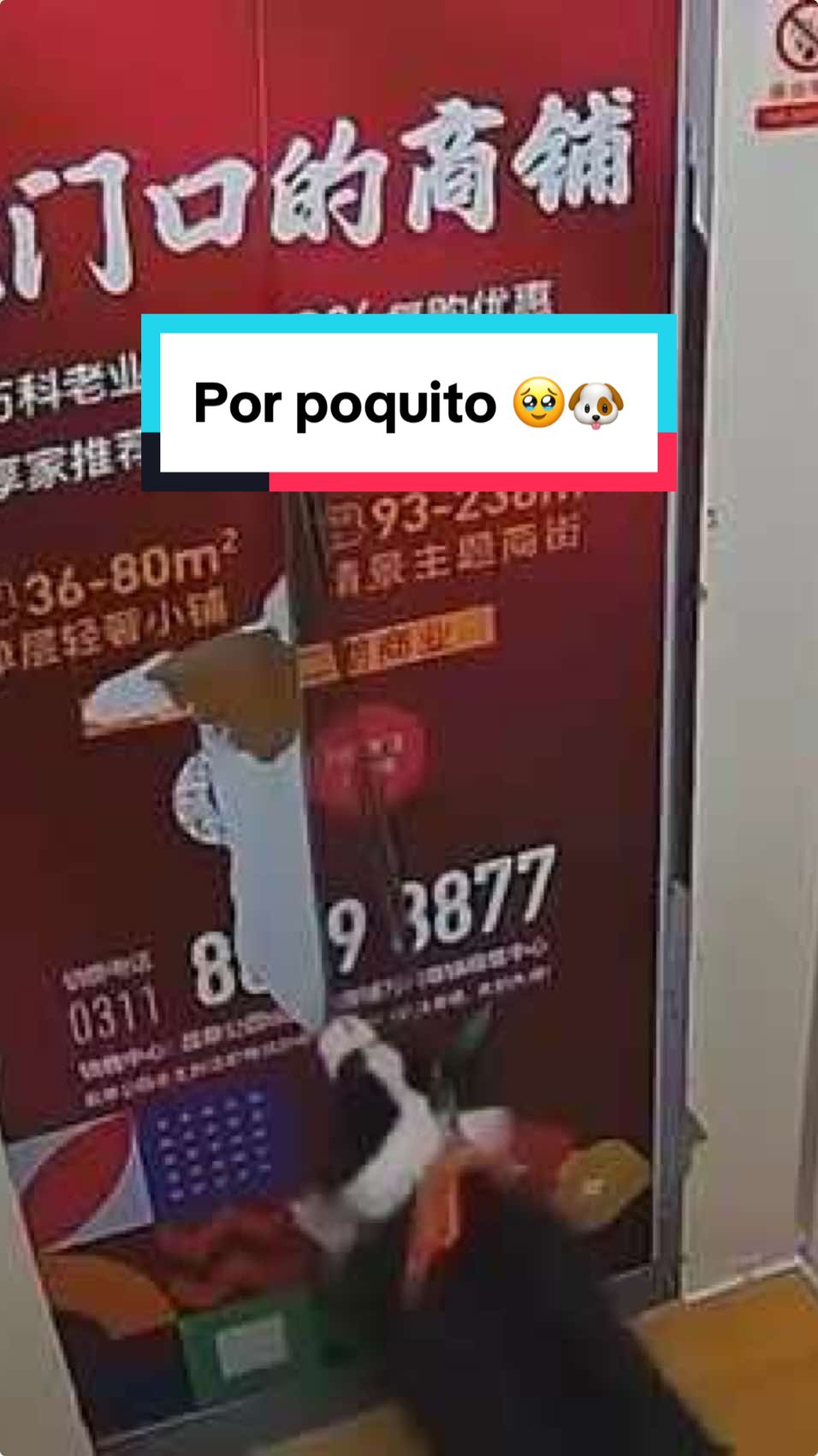 Por poquito... #perrito #salvado #elevador #miedodesbloqueado #peligro#viral_video #adn40