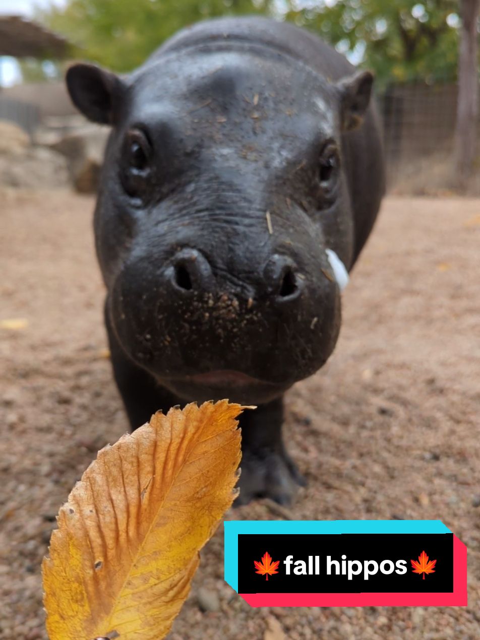 Posie and Latke are getting in the fall mood by enjoying the leaves 🦛🍂🍁 #cuteanimals #tanganyikawildlifepark #tanganyika #wichitakansas #zoo #wildlife #pygmyhippo #hippo #hipposoftiktok 