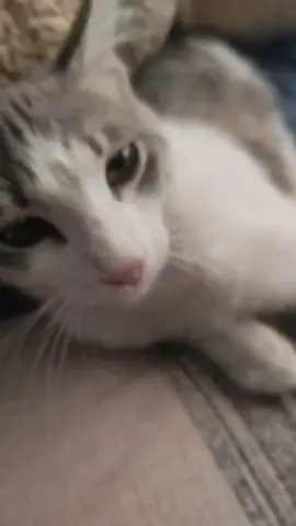 @K3B4B tu hija mn 🙏#gato #bcp #ayudameestanextorsionando 