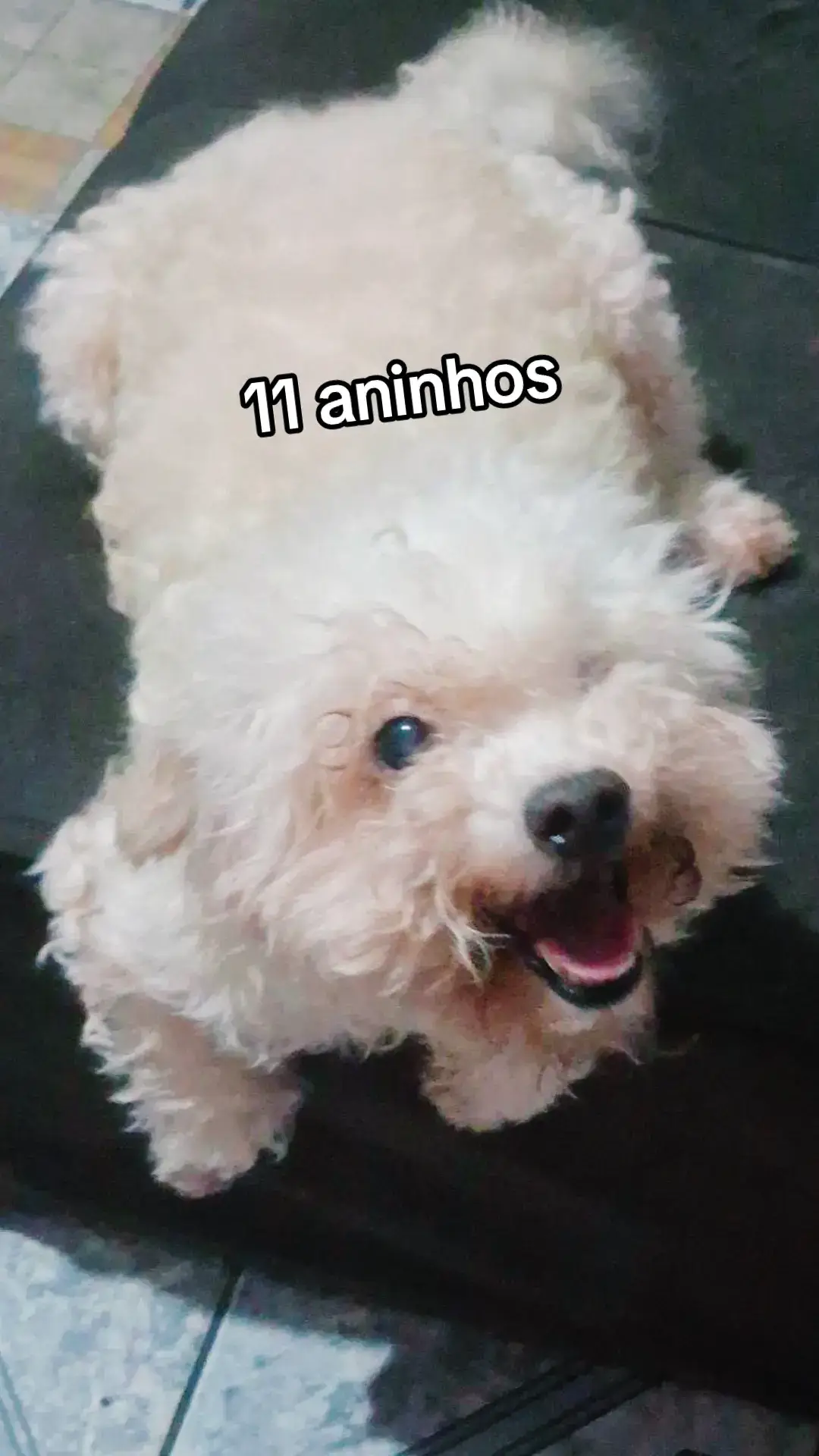 Minha xuxu #fyp #foryoupage #pet #cachorro 