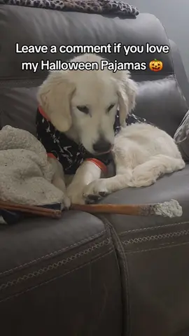 Happy boys 😍 Finally settled down, pj's on and Bully sticks in paw 🐾 #fyp #doodle #goldenretriever #puppy #dogbone #dogtreats #healthydog #protein #tiktokaffiliate #PetsOfTikTok #petparent #doglife #dogmom #doglover #dogcostume 
