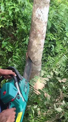 Ok bespren agak di gas sikit sinso nya hahaha oke gas trusss…#fyp #fypviral #sinso#tebangpohon#alam#funny#soundlucu#masukberanda #fypdongggggggg #xyzbca 