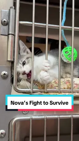 Nova is the strongest little fighter 💫 I was at the shelter picking up another cat, when I heard this little girl screaming at me. She was fighting to make it out, and she was not going to let me leave without her. Nova entered the shelter with her sister. They were both sick, but her sister was in critical condition and humanely euthanized. Nova was suddenly all alone. She lost her appetite, developed diarrhea, and began losing weight. She was most likely suffering from a parasitic infection, exacerbated by her stress.  She seemed alert at the shelter, but when I brought her home, it was clear that she was much sicker than anyone realized. Within 24 hours, she crashed. All the adrenaline keeping her alive and alert wore off, and her tiny body began to shut down. At 8 weeks old, she weighed as much as a 2-week-old kitten. She was all skin and bones. I wasn’t sure if she would survive, but with around the clock care, medication, subcutaneous fluids, and syringe feeding, we helped her little body fight. Her body may have been weak, but her spirit was strong. Now I know that she was asking me to save her that day. She was not going to survive much longer in the shelter. She fought with all her strength to make it out, and she fought with all her strength to stay here 🤍 A big thank you to #FurboForGood for making this video possible and generously donating to The Happy Kitty Rescue! I am so grateful for their support and the impact they’re making in the whole rescue community. Every purchase made with Furbo helps improve the well-being of rescued pets by providing meals, shelter, training, and more.  I’ve been using the Furbo to capture some precious moments of my fosters and help keep an eye on them. Thank you, @Furbo Pet Camera 🥰