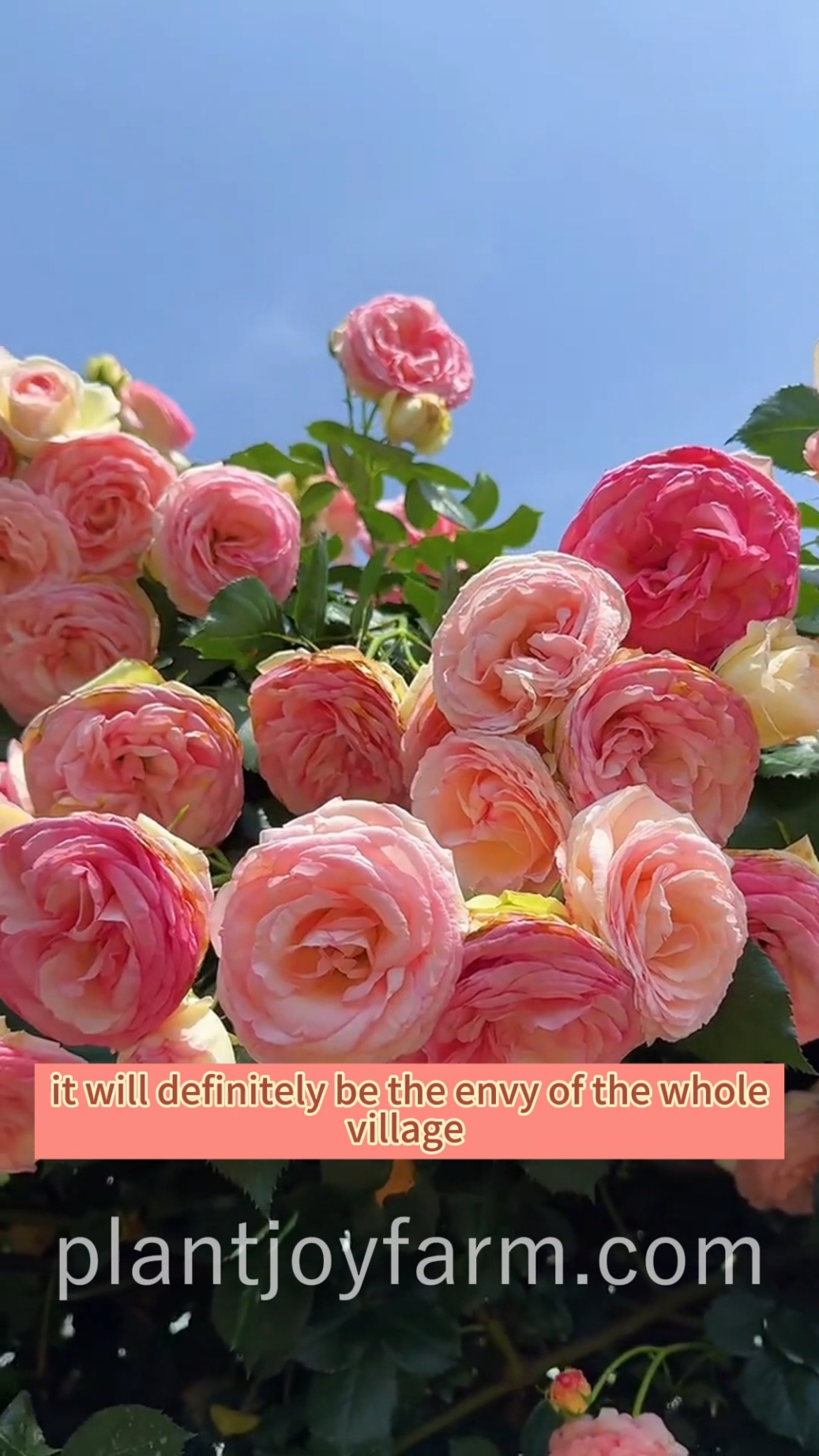 Serenade Your Space! 🌿🎶 Let the captivating allure of Climbing Roses serenade your garden with beauty and grace. #RomanticGardening #Nature'sArt #joyfulbloom #plantjoyfarm #FloralJoy 