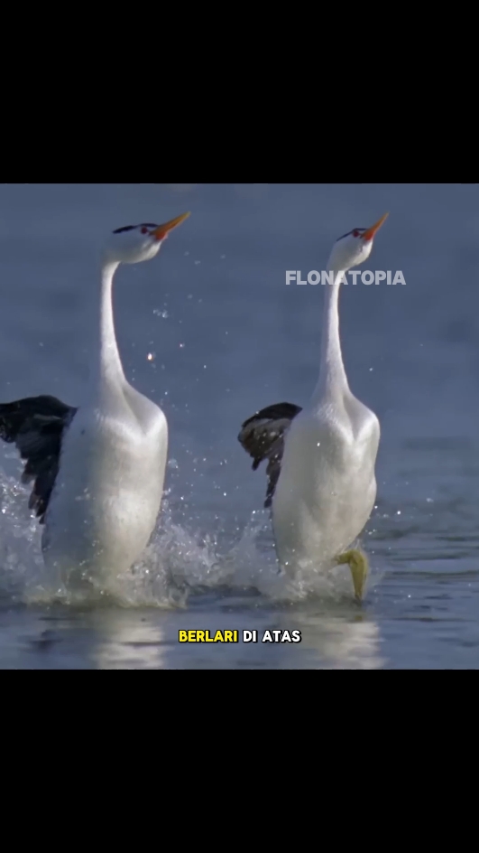 Burung yang Bisa Berlari di Atas Air! Tarian Unik Clark's Grebe atau Titihan Clark di Danau Amerika Clark's Grebe atau Titihan Clark, burung langka dari Amerika Utara, menampilkan tarian yang memukau di permukaan air! Ritual cinta yang unik ini memperlihatkan keahlian luar biasa mereka dalam berlari di atas air, sesuatu yang tidak bisa dilakukan oleh burung lain seberat mereka. #ClarksGrebe #TitihanClark #BurungUnik #TarianBurung #BurungBerlariDiAir #WildlifeIndonesia #SatwaLiar #NatureLovers #KeajaibanAlam #BirdWatching #BurungLangka #AnimalBehavior #TarianDiAtasAir #BirdLife #AmazingNature 