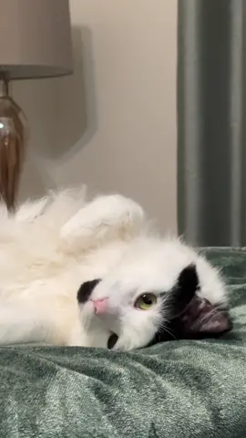 Peace 😌 #PetsOfTikTok #alhumdulillah #catsoftiktok #cat #pet #solitude #alonetime #alonelife #peace #peaceful 