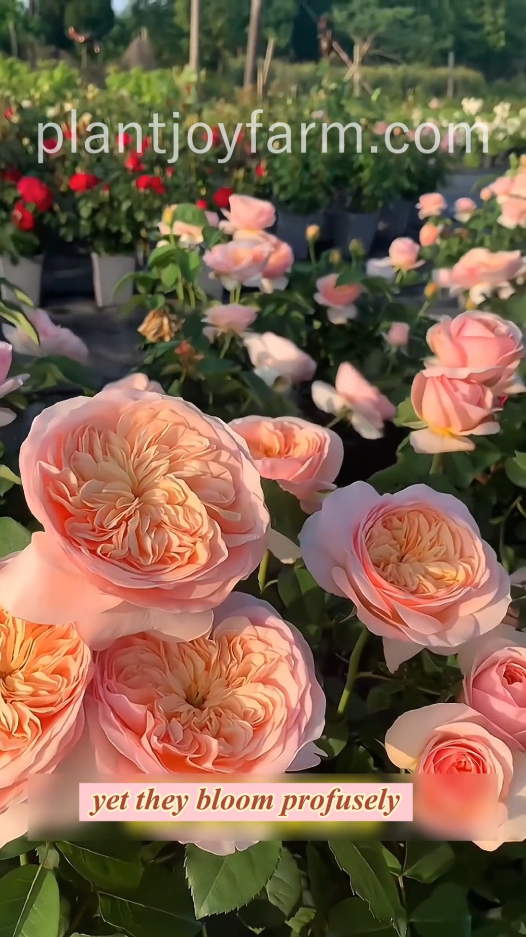 Serenade Your Space! 🌿🎶 Let the captivating allure of Climbing Roses serenade your garden with beauty and grace. #RomanticGardening #Nature'sArt #joyfulbloom #plantjoyfarm #FloralJoy 