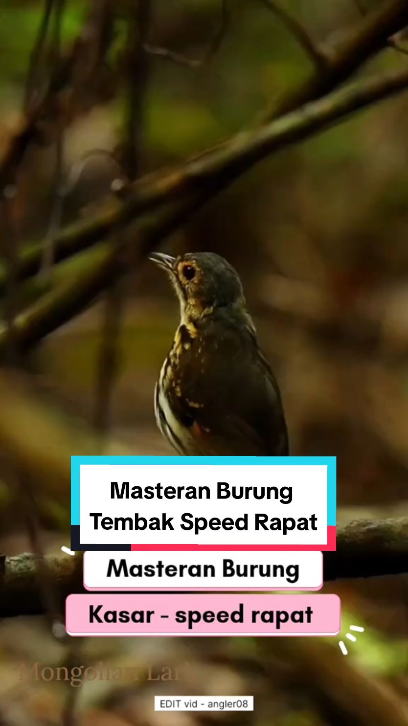 #masteranburung #masteranrolltembak #masteranburungjuara #masteranmuraibatu #masterancucakijo #masteransogon #masterankonin #masterankacer #masteranburungmaterimewah #masteranburungfullmateri #masteranburungfulltembakan #kicaumania #fyp #masteranfullmateri #masteranpelatuk #masterancendet #masterankolibri #masteranpleci #masterantengkekbuto #masterankenari #masterankenarirusia #masterancigun #masteransikatanlondo #masteranpleci #masteranburunganis #masteransogon #masterancililin 