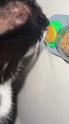 My cats love this thing!! #tiktokshop 
