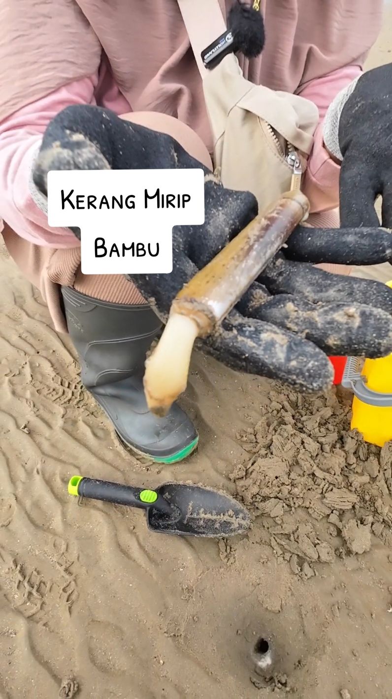 Kerang mirip bambu yg paling susah ditangkap‼️😁 #mamahnada #MamahNadaNgebolang #fyp #carikerang #kerangbambu #razorclam #dailytrend #viralid 