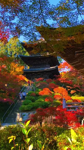 Joraku-ji(Shiga) / 常楽寺　 It was beautiful autumn leaves and a three-storied pagoda🥰🍁👍 2023🎥 Please Share🥰😊🙏 Please follow 👉@japan_walker_  #japan #japantravel  #japantrip #anime #animejapan #japananime #japantourism #japantour  #japangram #japan🇯🇵 #traveljapan  #tripjapan #shiga #滋賀 #滋賀県 #shigaprefecture #autumn #autumnvibes #autumnfalls #autumnleaves #temple #japantemple #紅葉 #🍁 #kansai #関西 