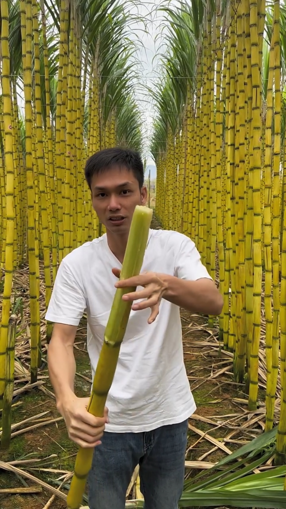 Sweet sugarcane peelings taste so sweet at farm #agriculture #sugarcane #cutting #nature #cuttingskill #satisfying 