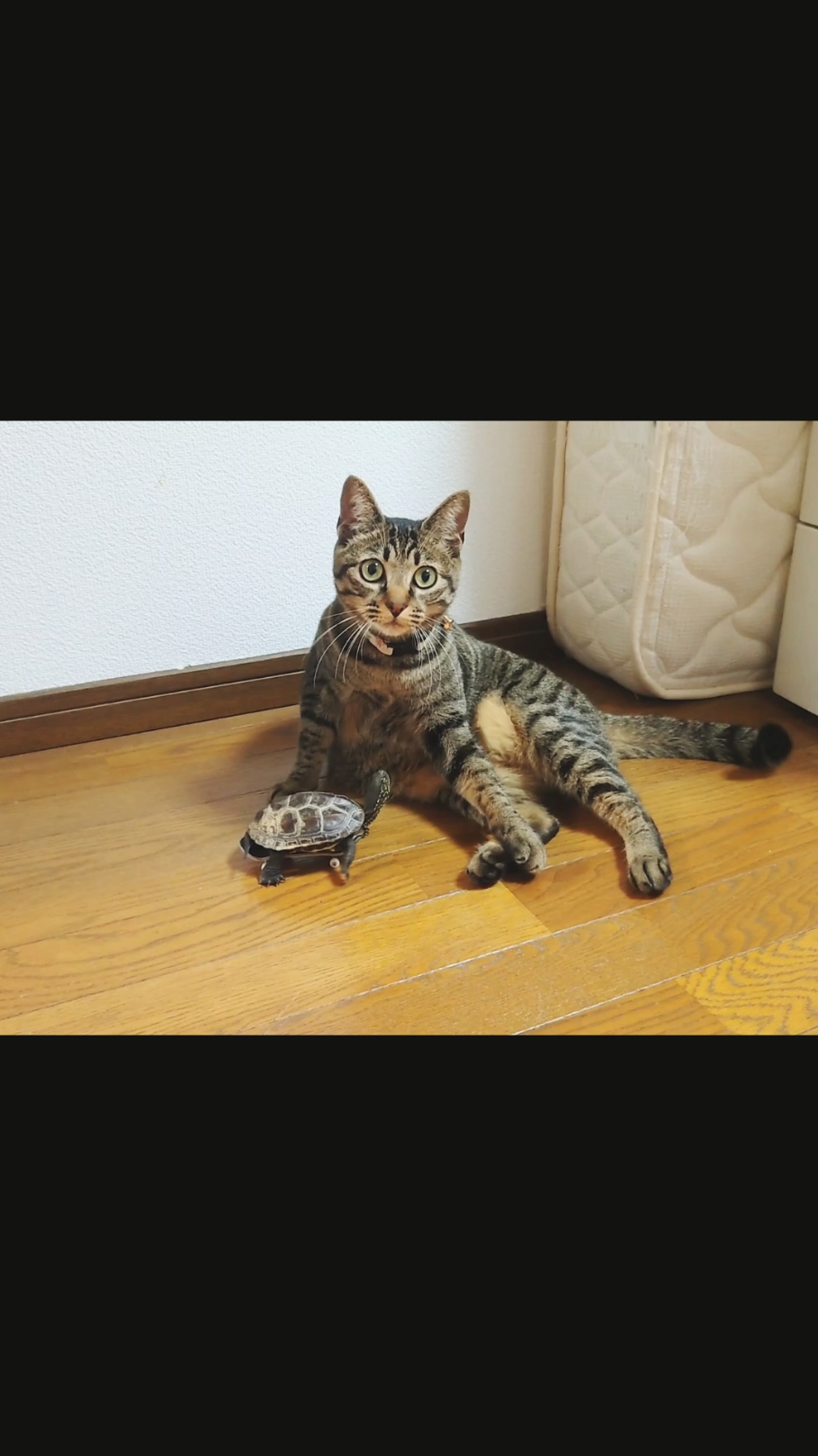 騒がしすぎる我が家 #猫と亀 #skateboardturtle #クサガメ軍曹 #猫可愛い #推し活 