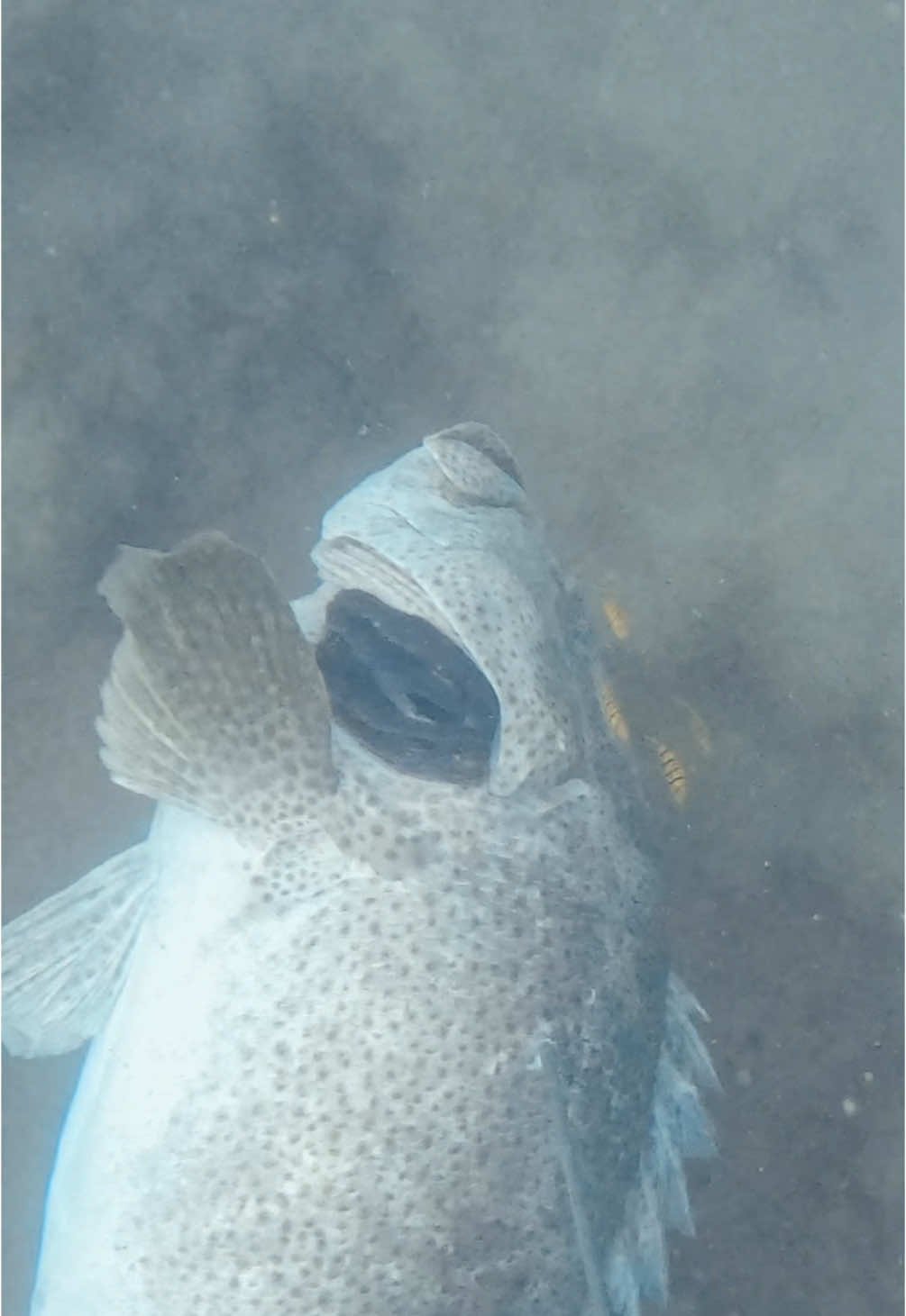 Thats one big grouper 😳 #spearfishing #fishing #fyp 