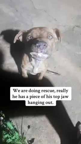 WE ARE BEGGING FOR HELP! .teeth are out and hanging out, he is in a lot of pain and uncomfortable da Can you help save more of this helpless? #animallovers #dog #dogs #doglovers #rescuedog #dogrescue #doglover #dogsarefamily #rescueismyfavoritebreed #secondchance 