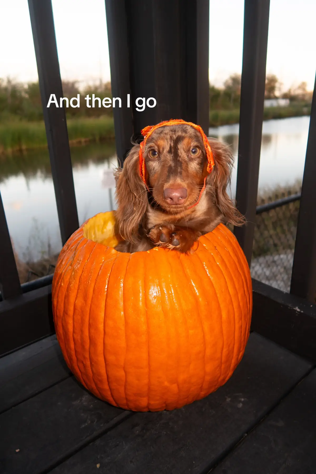 Why? Just why? #minidachshund #dachshund #halloweencostume #halloweenlook #dogcostume #longhaireddachshund #dappledachshund 