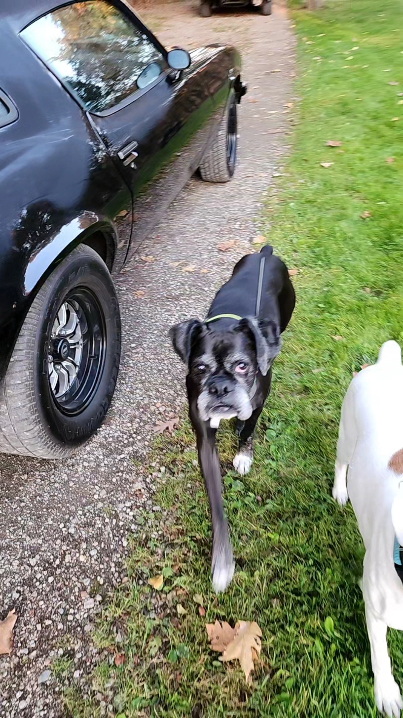 Fast cars, superstars. #classiccars #dogsoftiktok #boxerdogs #camaro 